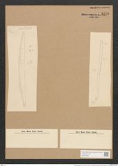 Nitzschia brebissonii W. Sm. (de-Toni-Nr.: Genus 47, Species 2095) Zeichnungen Sammlung Grunow Nr. 4170 (NHMW-BOT-W0372060)